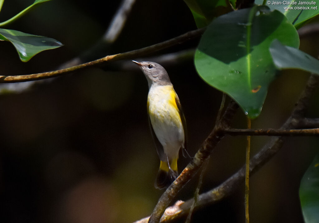 American Redstart female