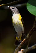 American Redstart