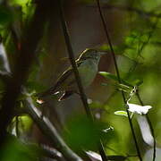 Blackpoll Warbler