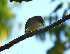 Blackpoll Warbler