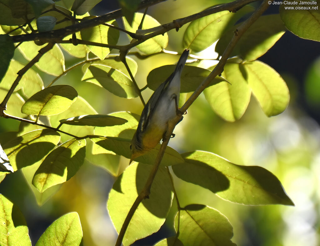 Paruline rayée femelle