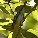 Paruline rayée