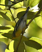 Blackpoll Warbler