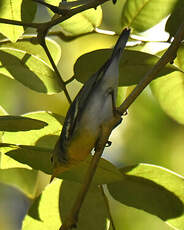 Paruline rayée