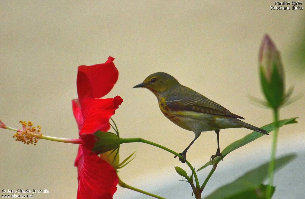 Cape May Warbler female adult, feeding habits