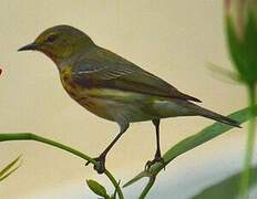 Cape May Warbler