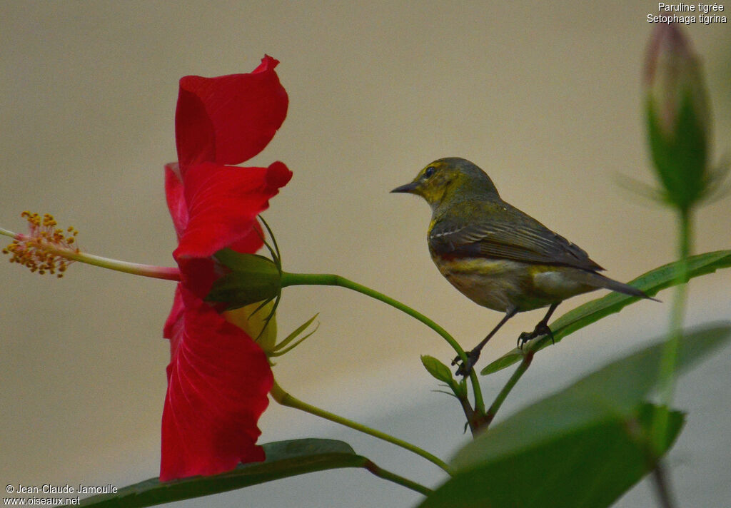 Cape May Warbler female adult, feeding habits