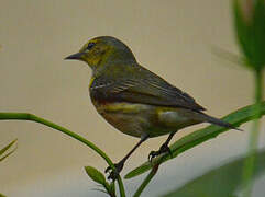 Cape May Warbler