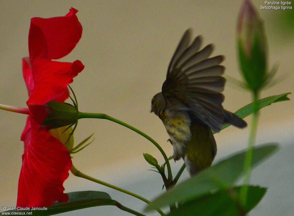 Cape May Warbler female adult, Flight, Behaviour