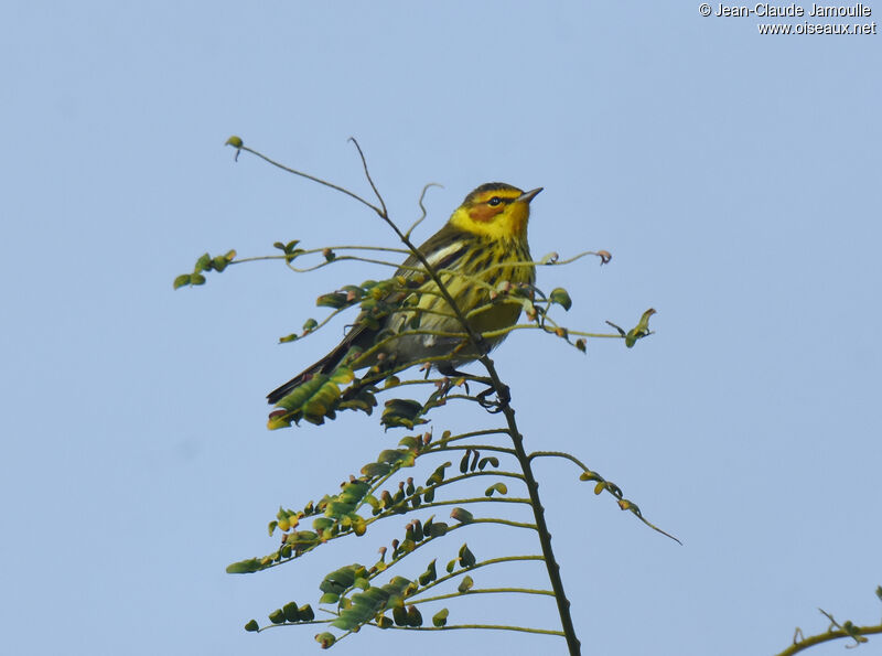 Cape May Warbler male