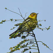 Cape May Warbler