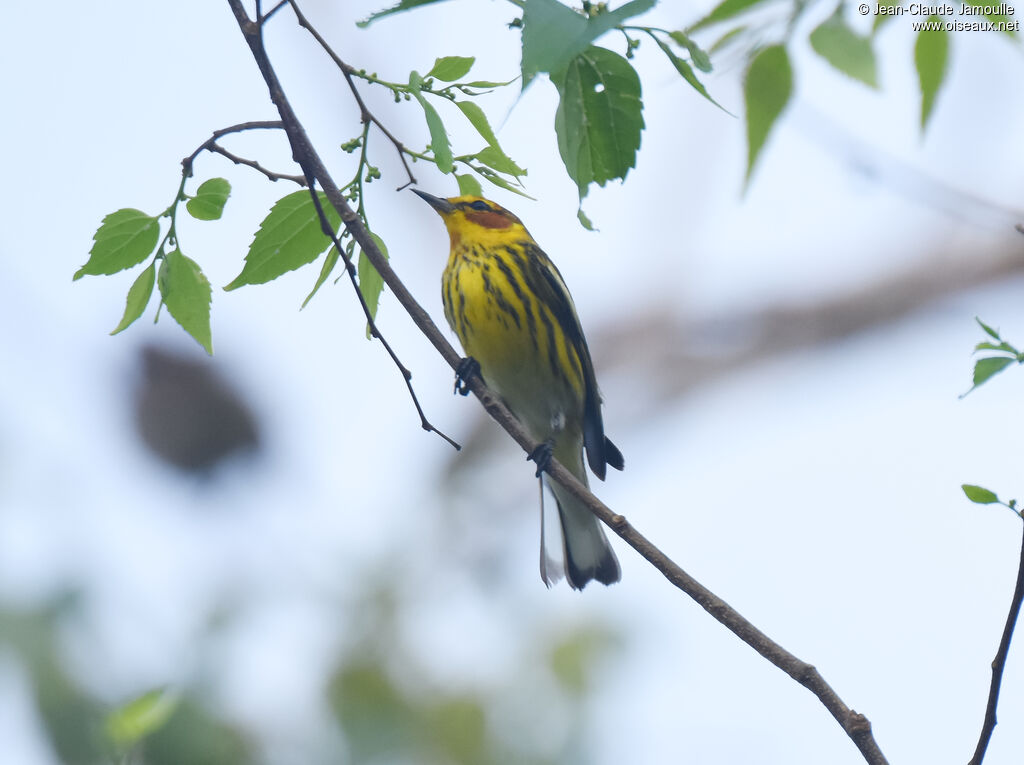 Paruline tigrée mâle