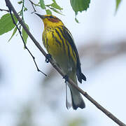 Cape May Warbler