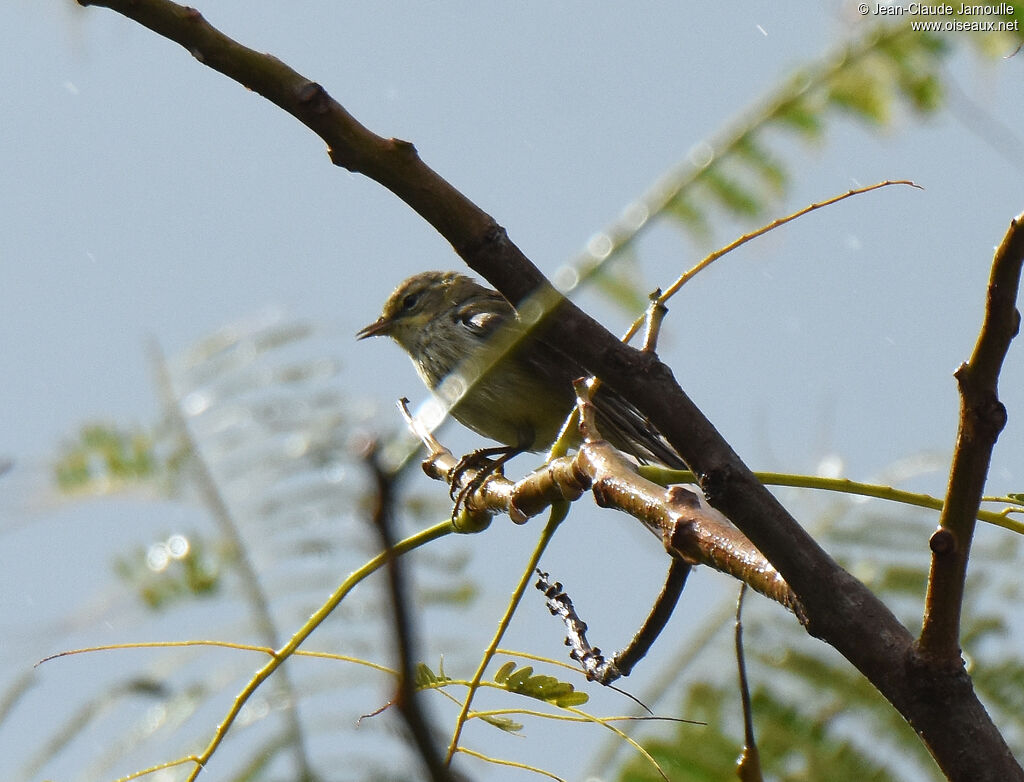 Paruline tigrée femelle immature