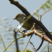 Cape May Warbler