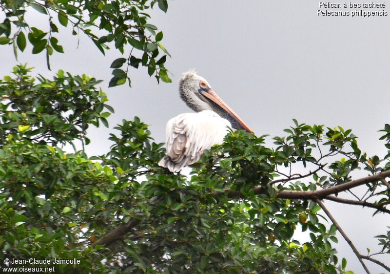 Spot-billed Pelican, Behaviour