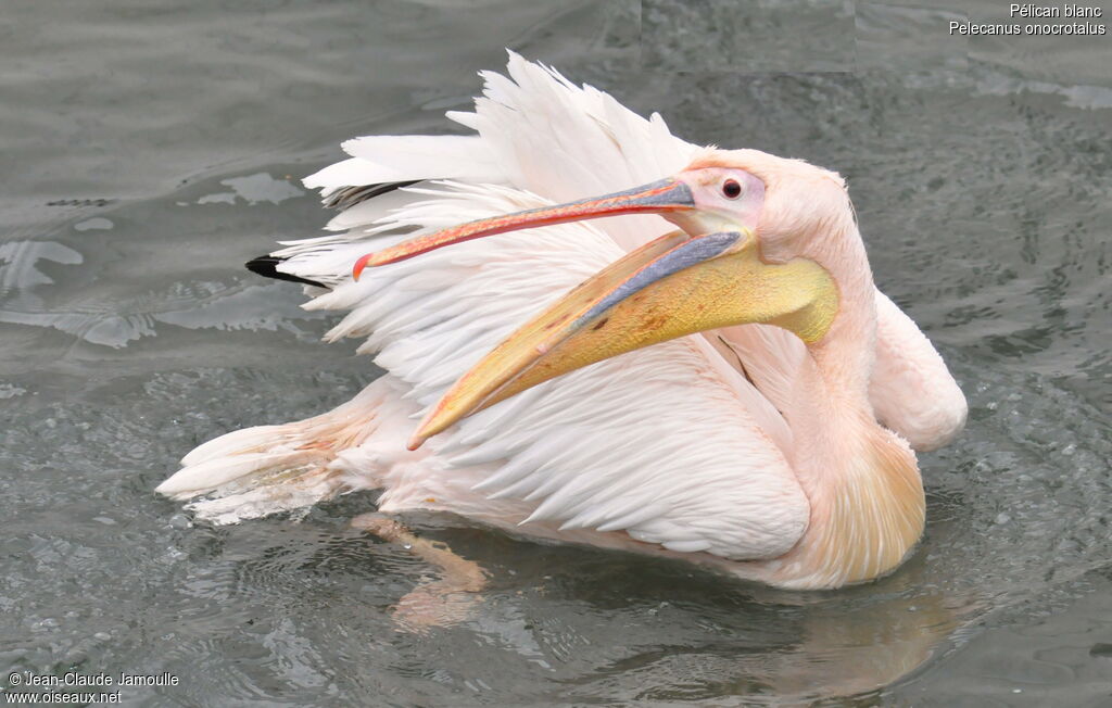 Great White Pelicanadult