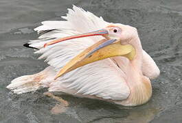 Great White Pelican