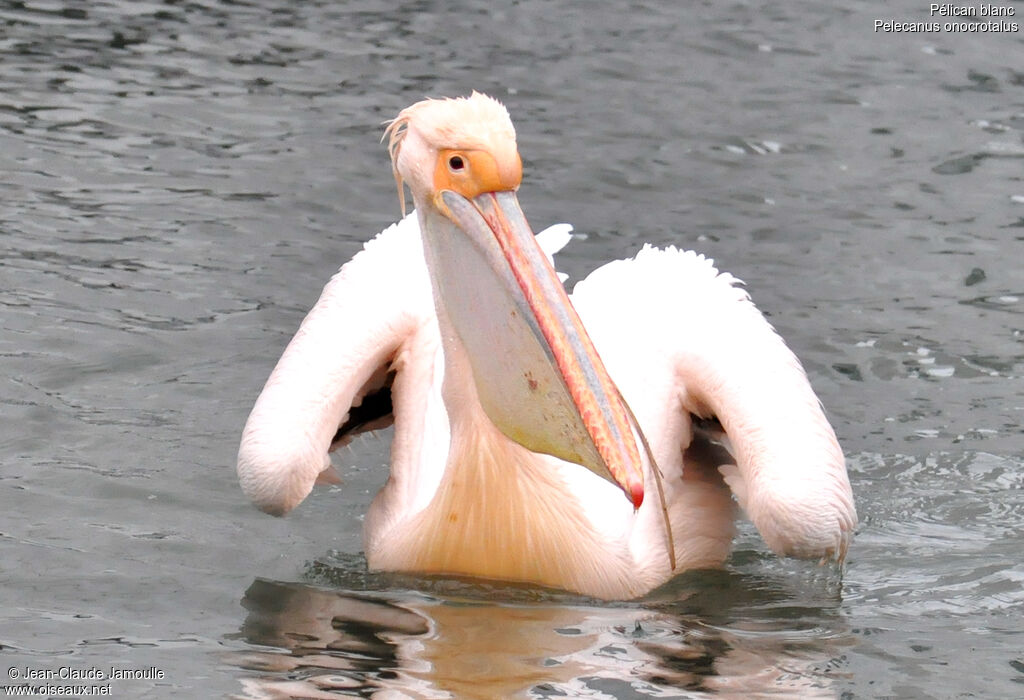 Great White Pelicanadult