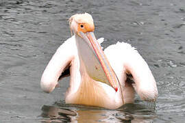 Great White Pelican