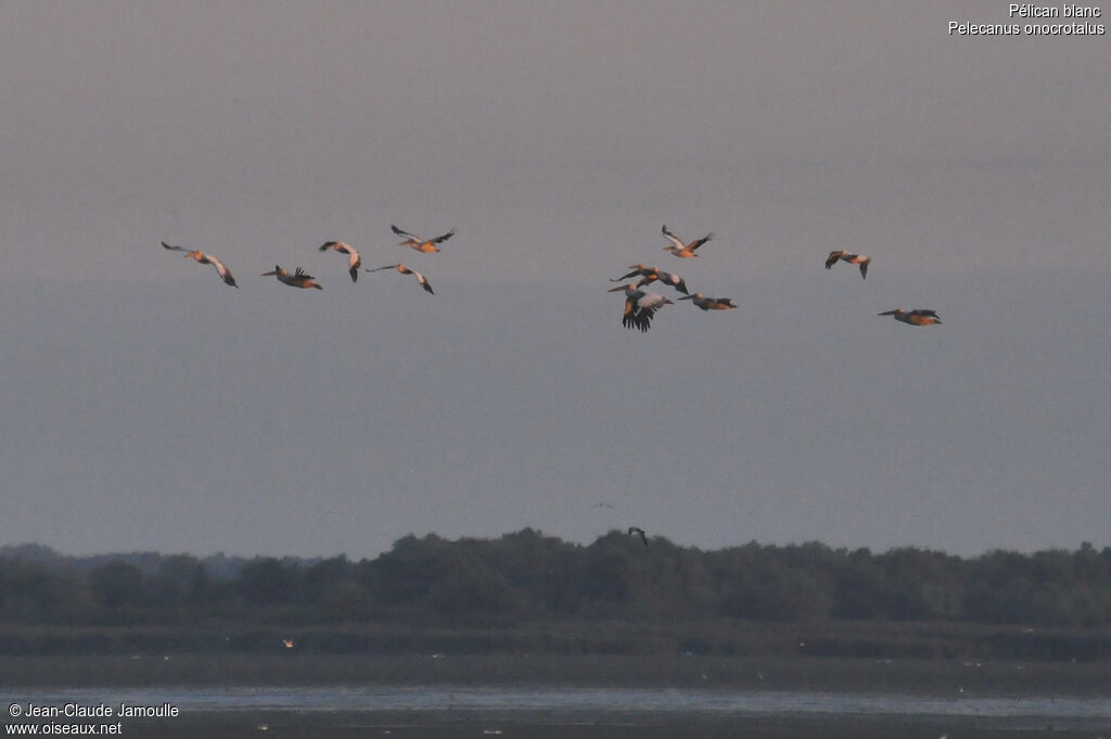 Great White Pelican, Flight