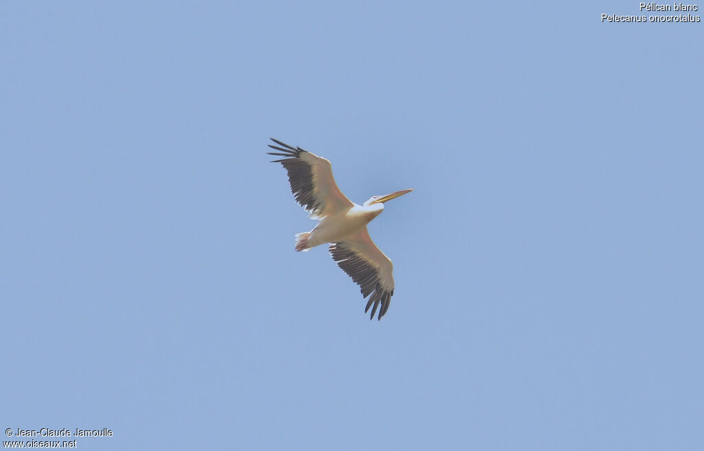 Pélican blanc, Vol