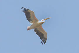 Great White Pelican