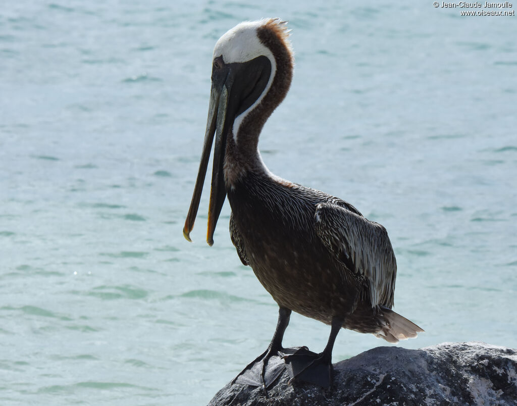 Brown Pelican