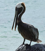 Brown Pelican