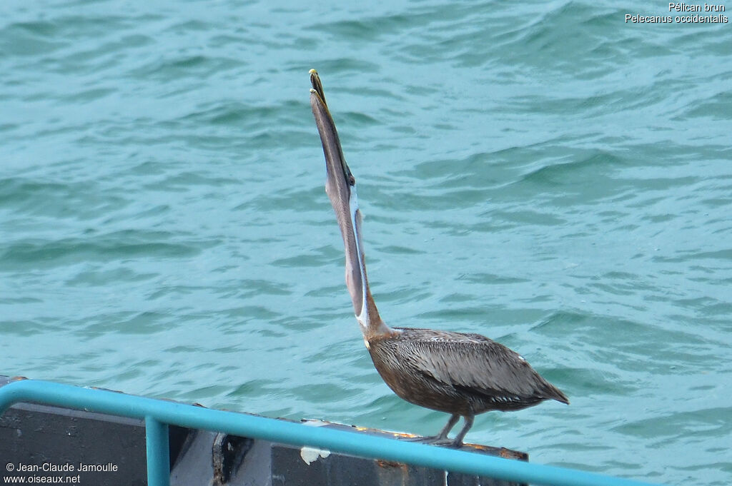 Brown Pelican, Behaviour