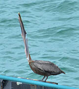 Brown Pelican