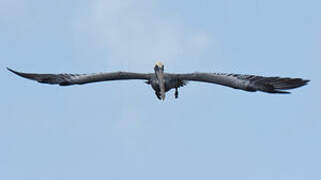 Brown Pelican