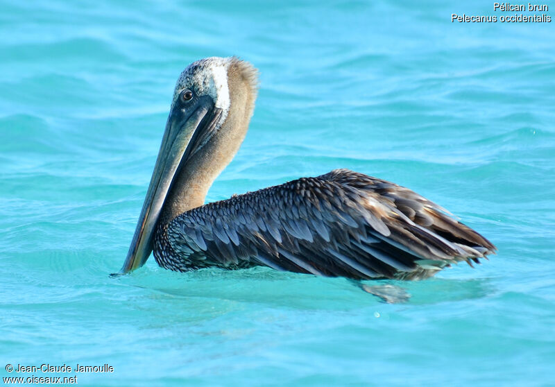 Brown Pelican, identification, Behaviour