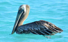 Brown Pelican