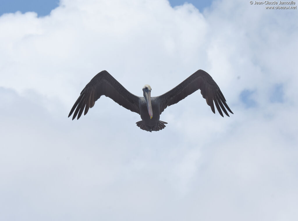 Brown Pelican