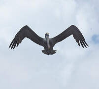 Brown Pelican