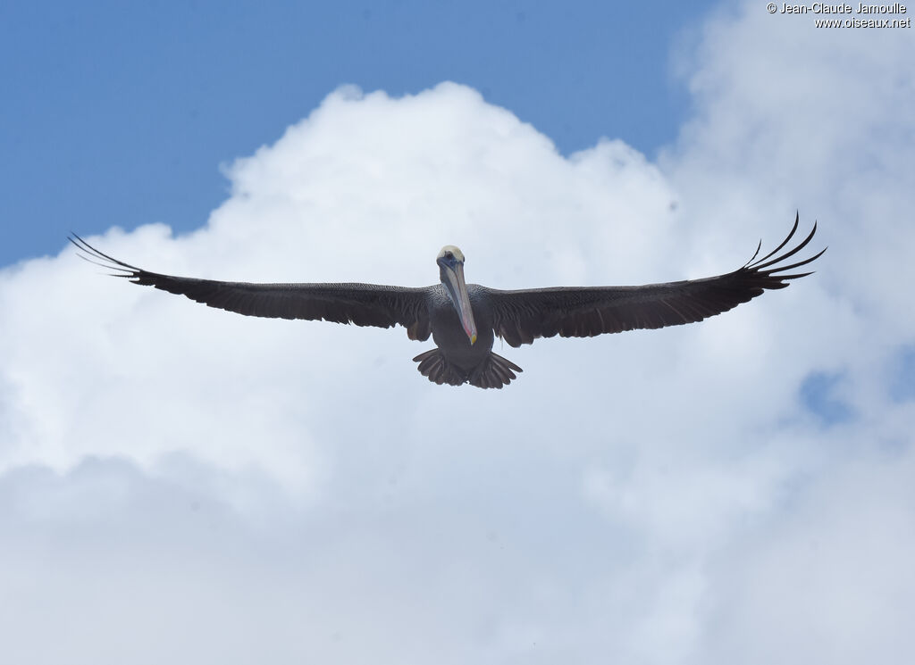 Brown Pelican