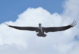 Brown Pelican