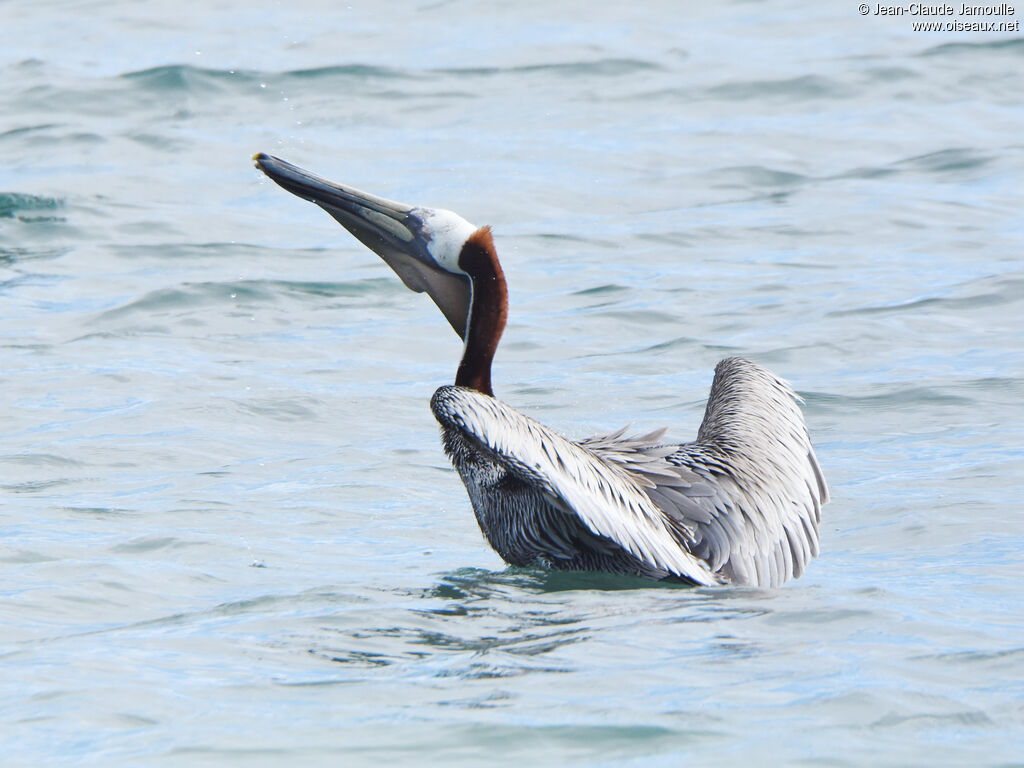 Brown Pelican