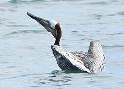 Brown Pelican