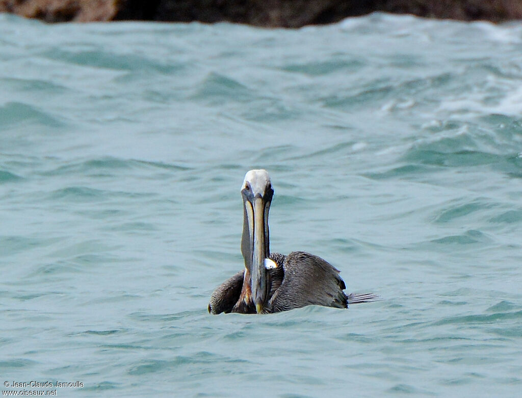 Brown Pelican