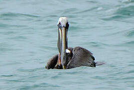 Brown Pelican