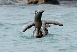 Brown Pelican