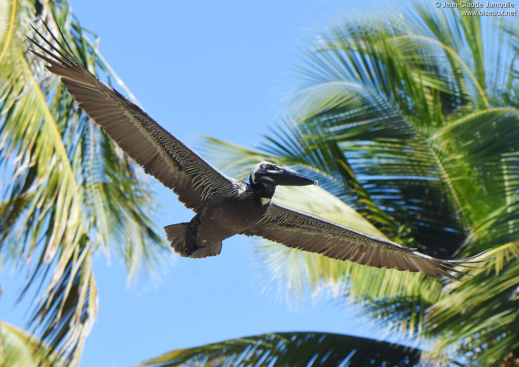 Brown Pelican