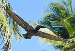 Brown Pelican