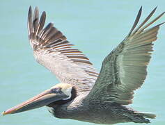 Brown Pelican