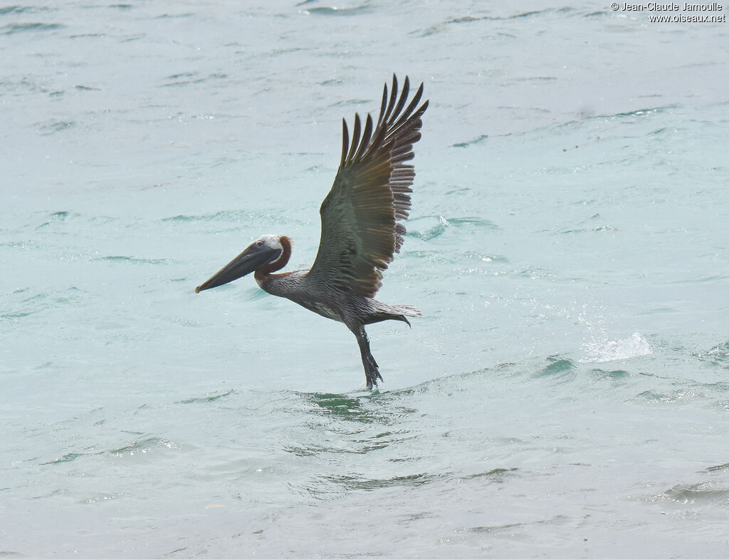 Brown Pelican