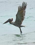 Brown Pelican