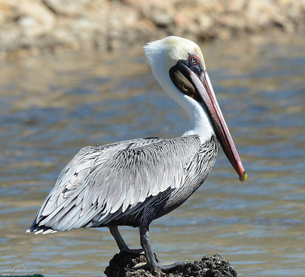 Brown Pelicanadult post breeding, identification