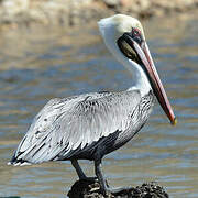 Brown Pelican